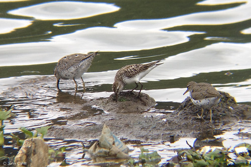 White-rumped, Spotted & Stilt Sandpipers
