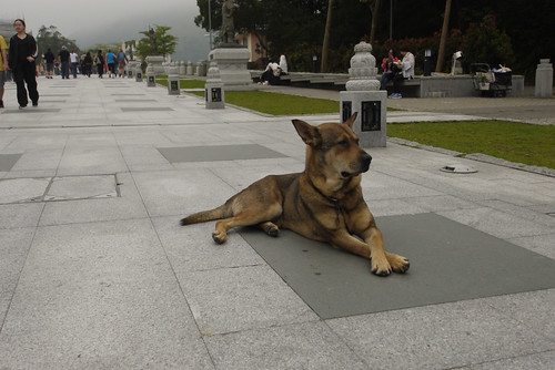 all the dogs here are so well-behaved... maybe because they are all under the watch of Buddha?