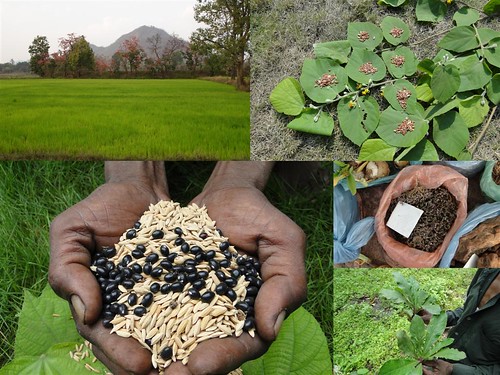 Medicinal Rice Formulations for Diabetes Complications, Heart and Kidney Diseases (TH Group-83) from Pankaj Oudhia’s Medicinal Plant Database by Pankaj Oudhia