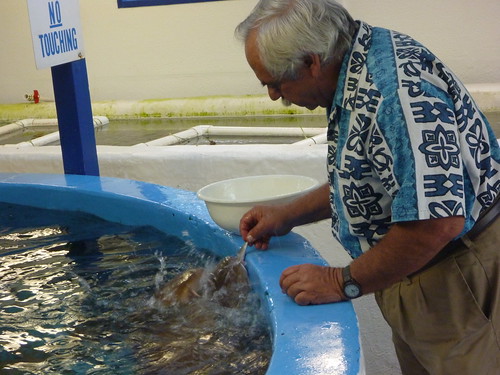 Jack Rudloe feeding Nurse Sharks at Gulf Specimen Marine Lab