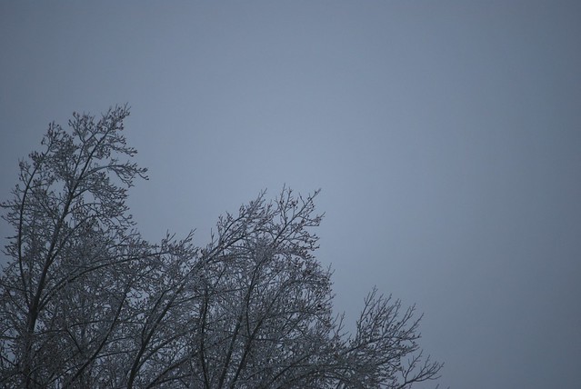 ice tree sky