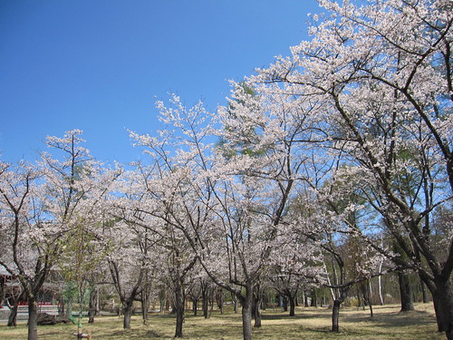 聖光寺の桜 by Poran111