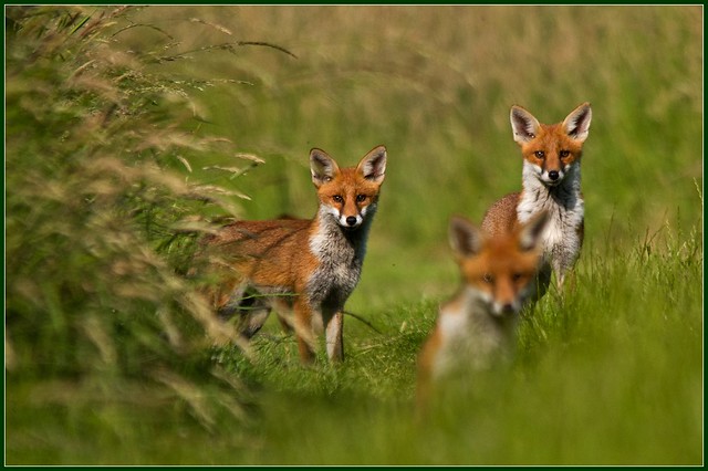 Fox cub group