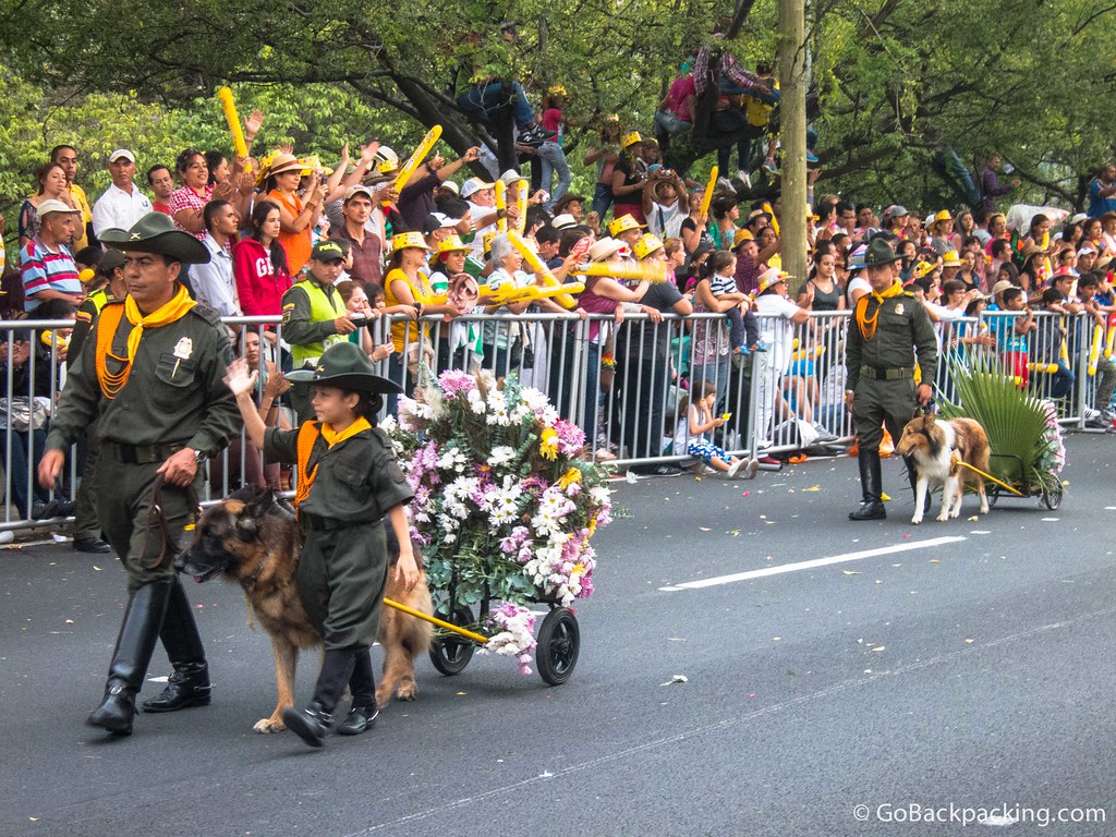 Seeing the police dogs pull little silleta displays on wheels is one of my favorite moments of the parade