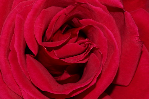 Rose.