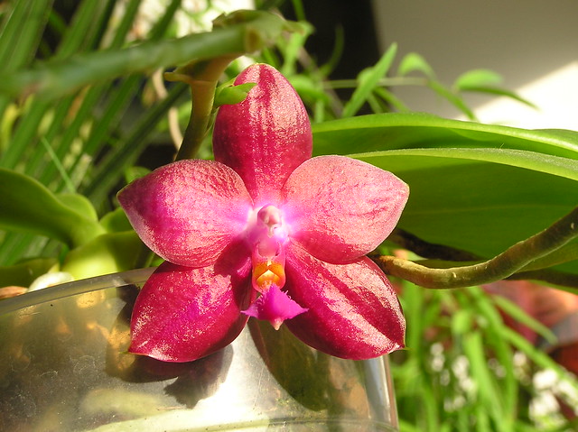 Phalaenopsis Lea Marie Salazar 'Joy'