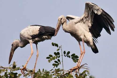 Asian Openbill by Quazi Ahmed Hussain