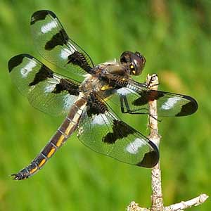 black and white spotted dragonfly
