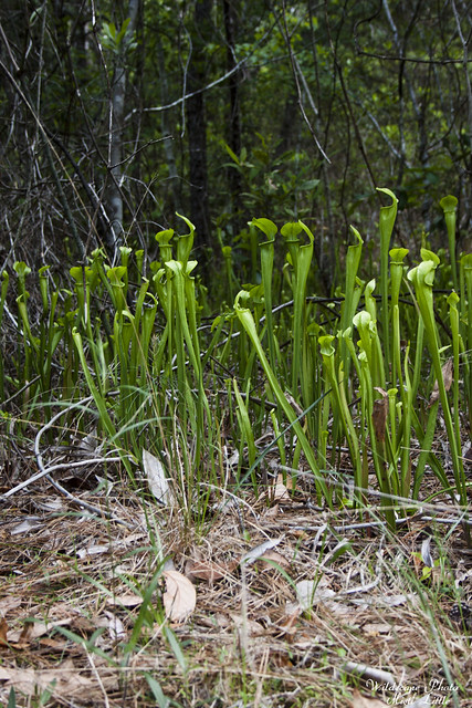pitcherplants3