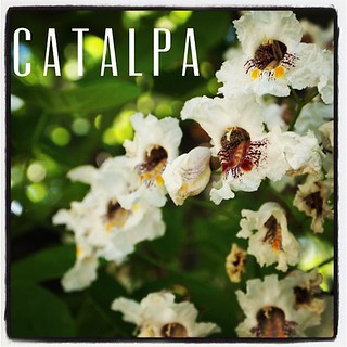 Garden Alphabet: Catalpa
