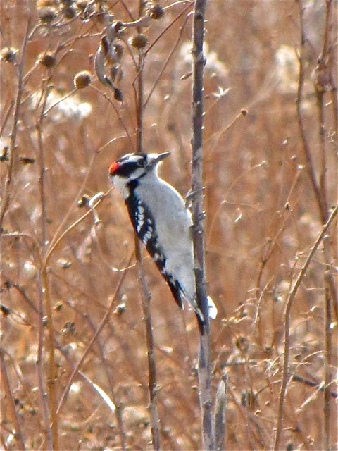 Downy Woodpecker at Goose Lake Prairie State Park in Grundy County, IL
