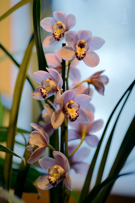 exh.orchids_04