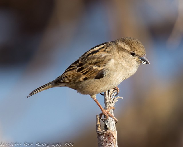 Sparrow 2_23