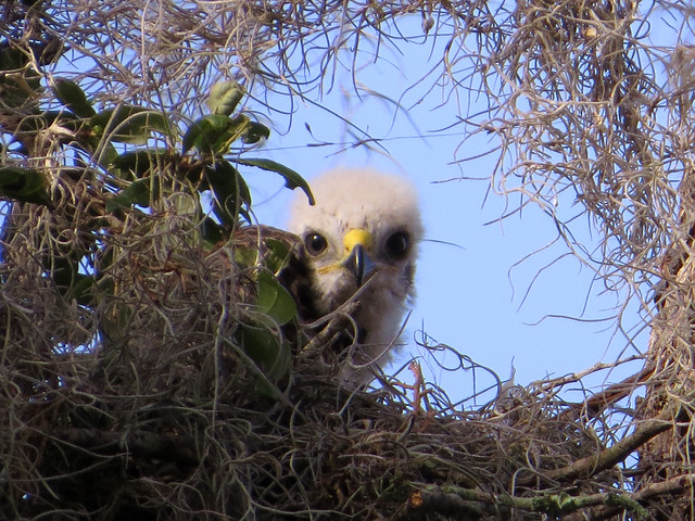Red-shouldered Hawk in nest