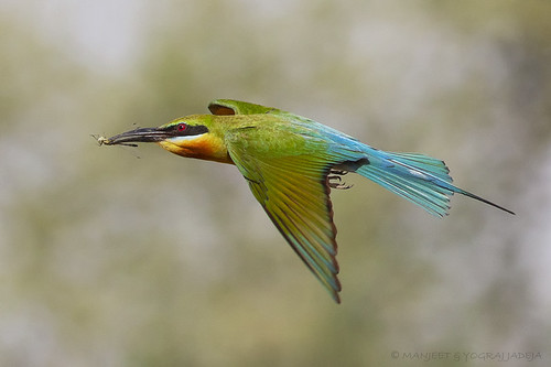 Blue tailed bee-eater with prey