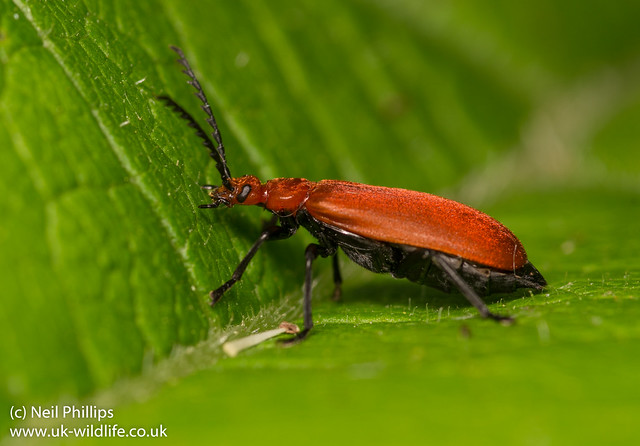 Cardinal beetle Pyrochroa serraticornis