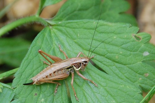 Roesels cricket