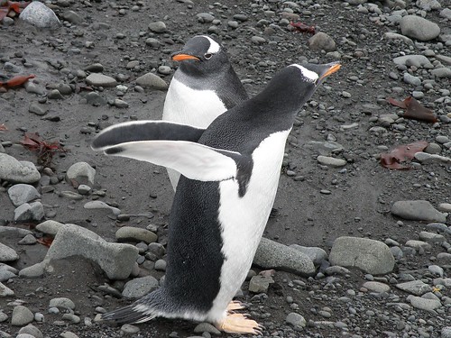 Gentoo Penguins, Antarctica by therese beck