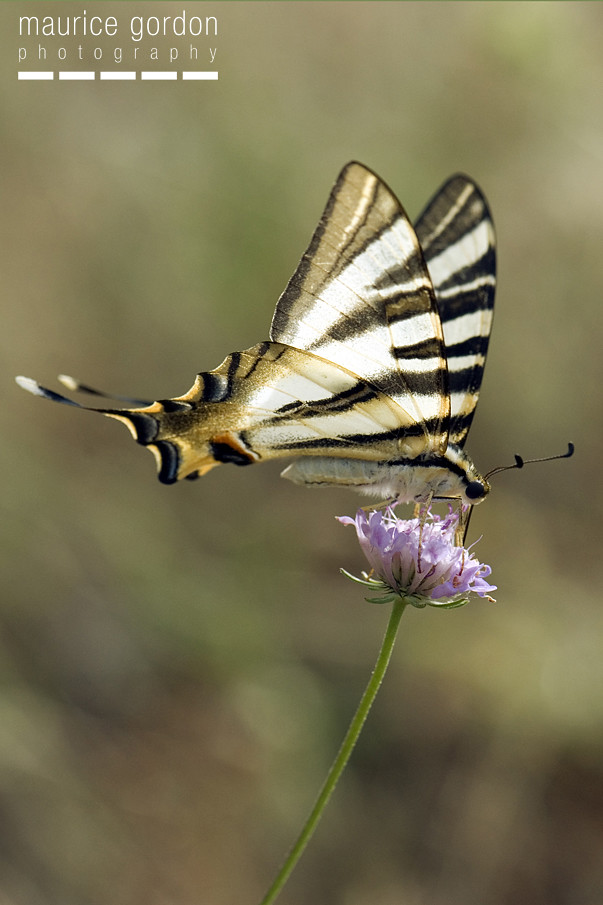 scarce swallowtail-ceret_DSC4741