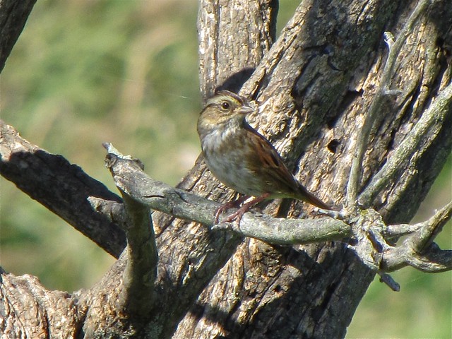 Swamp Sparrow at Evergreen Lake in McLean County, IL 03