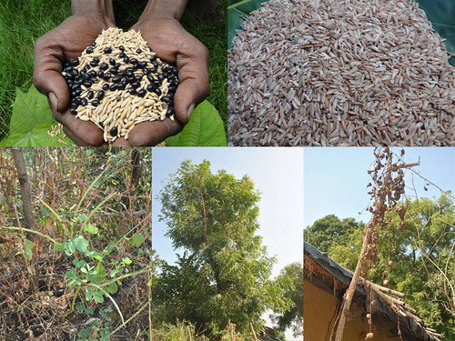 Medicinal Rice Formulations for Pancreas Revitalization and Cancer and Diabetes Complications (TH Group-124 special) from Pankaj Oudhia’s Medicinal Plant Database by Pankaj Oudhia