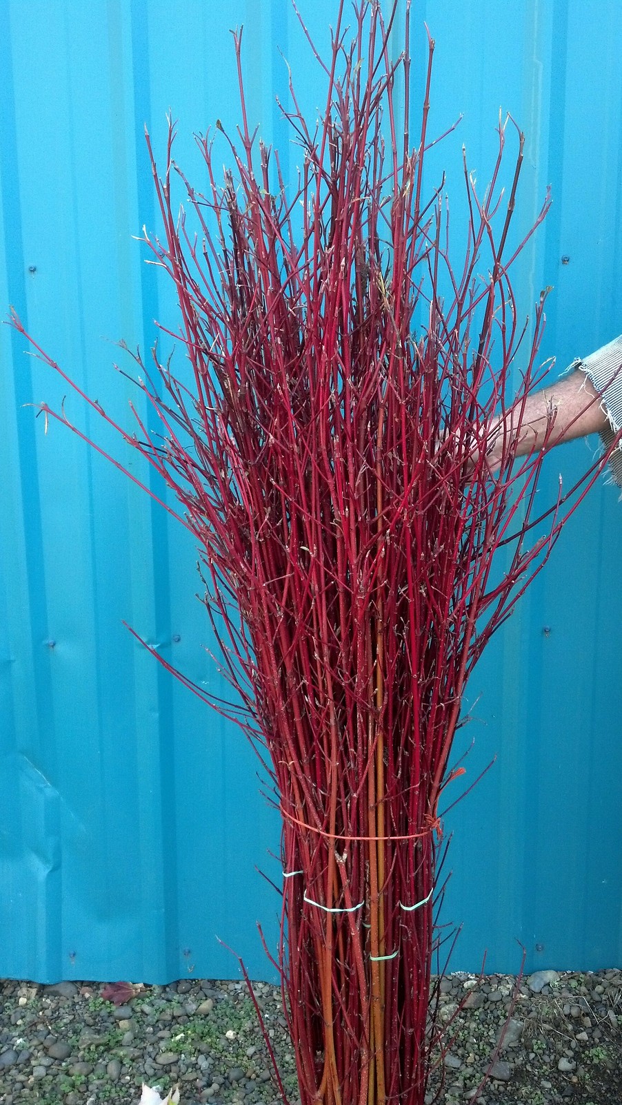 red twig dogwood hand stripped
