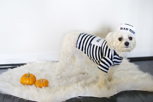 halloween dog costumes, dog photography, maltipoos, happy halloween