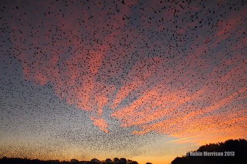 Mass Launch of 100,000+ Starlings