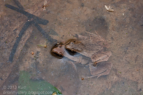 Dark-sided Chorus Frogs mating IMG_2555 copy