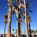 Skaters and palms