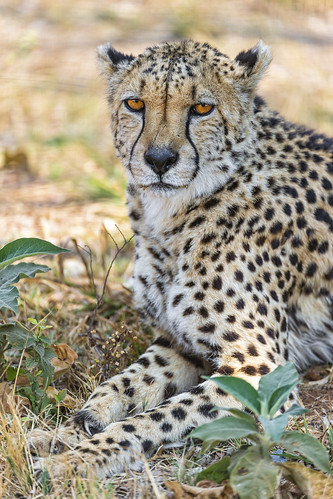 Cheetah and vegetation by Tambako the Jaguar