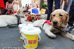 2014.04.12  導盲犬募款