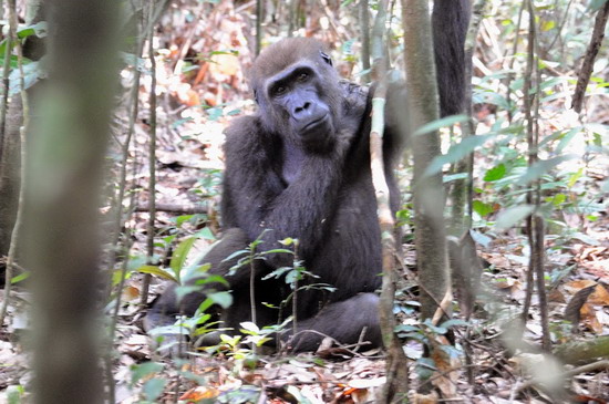 Pigmeos y Gorilas, un paseo por la selva centroafricana - Blogs of Central African R. - 8.- GORILAS!! (1)