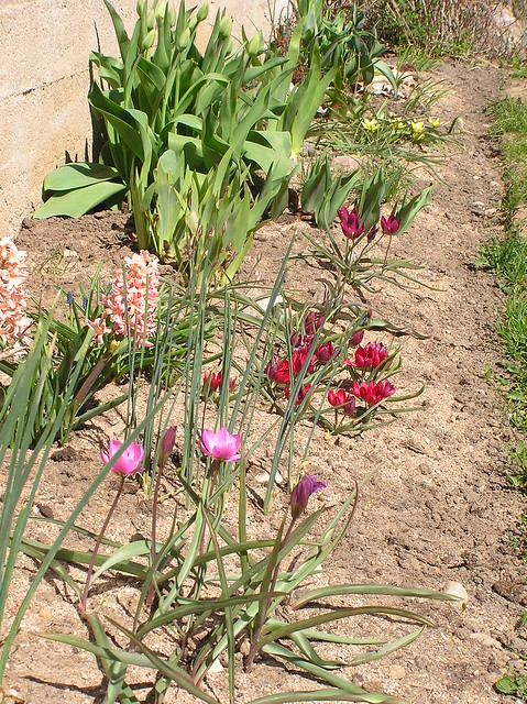 Species tulips