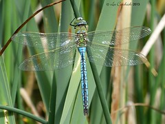 UK dragonflies and damselflies