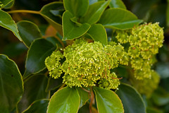 Trochodendraceae