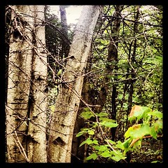 Some silver birch along the way. Morning walk #7  #ilovethecabin