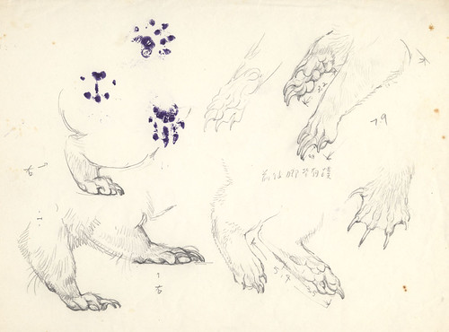 fig3. 鼬獾的腳部特寫，有蹼狀構造，腳印是實際押蓋上去的。