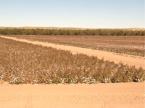 Train - cotton fields