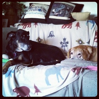 My girls #dobermanmix #houndmix #dogstagram #love