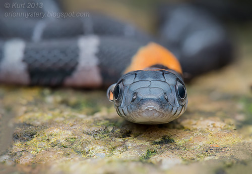 Orange-necked Keelback IMG_383 stk copy snakes of malaysia