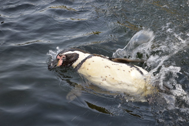 a picture of a humboldt penguin