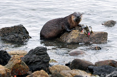 American Mink, Harbor Seals & River Otters