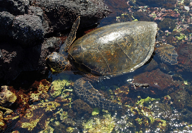 Turtle in the Tidepool