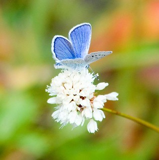 blue azure butterfly