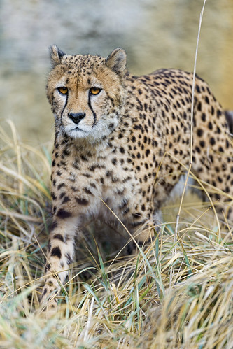 Cheetah standing in the high dry grasses II by Tambako the Jaguar