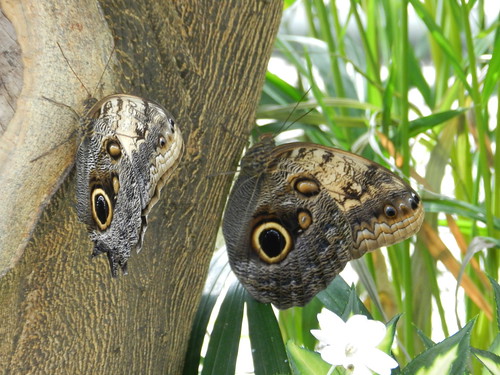 See the owl?  Owl butterflies