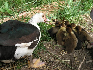 muscovy lady and ducklings