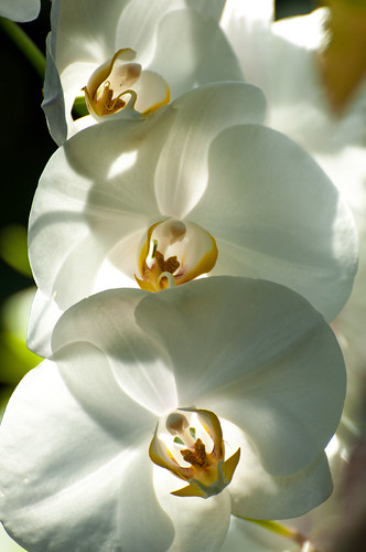 Glorchids by Jeff.Hamm.Photography