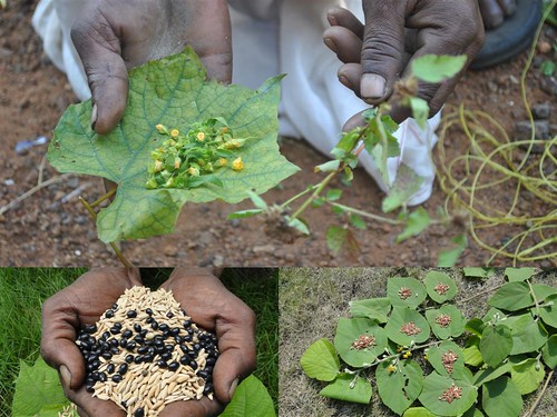 Indigenous Medicinal Rice Formulations for Diabetes and Cancer Complications, Heart and Liver Diseases (TH Group-106) from Pankaj Oudhia’s Medicinal Plant Database by Pankaj Oudhia